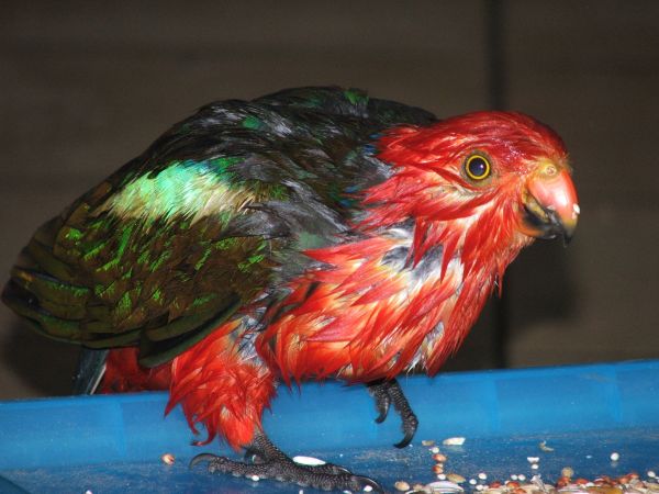 Hungry Wet Parrot